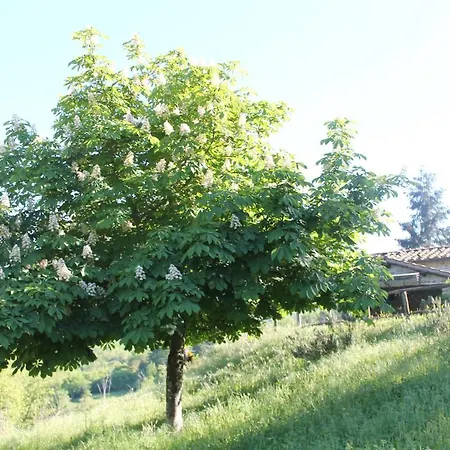 Relax In Tuscany Villa Poppi